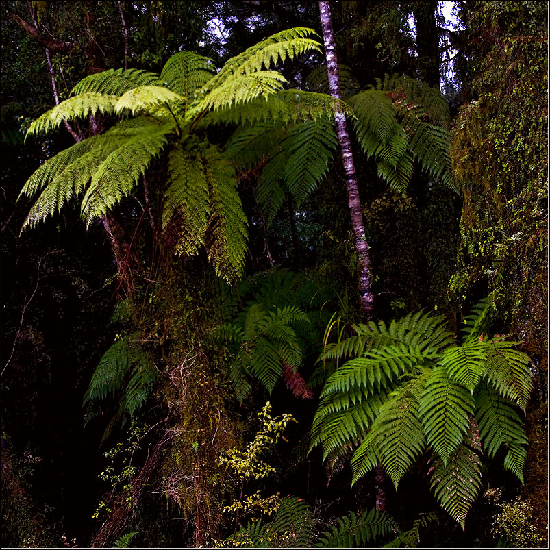 how it looks like in new zealands subtropical rainforest #2