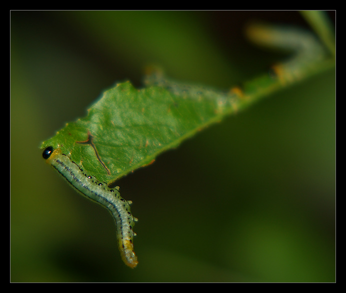 How many caterpillars do you see?