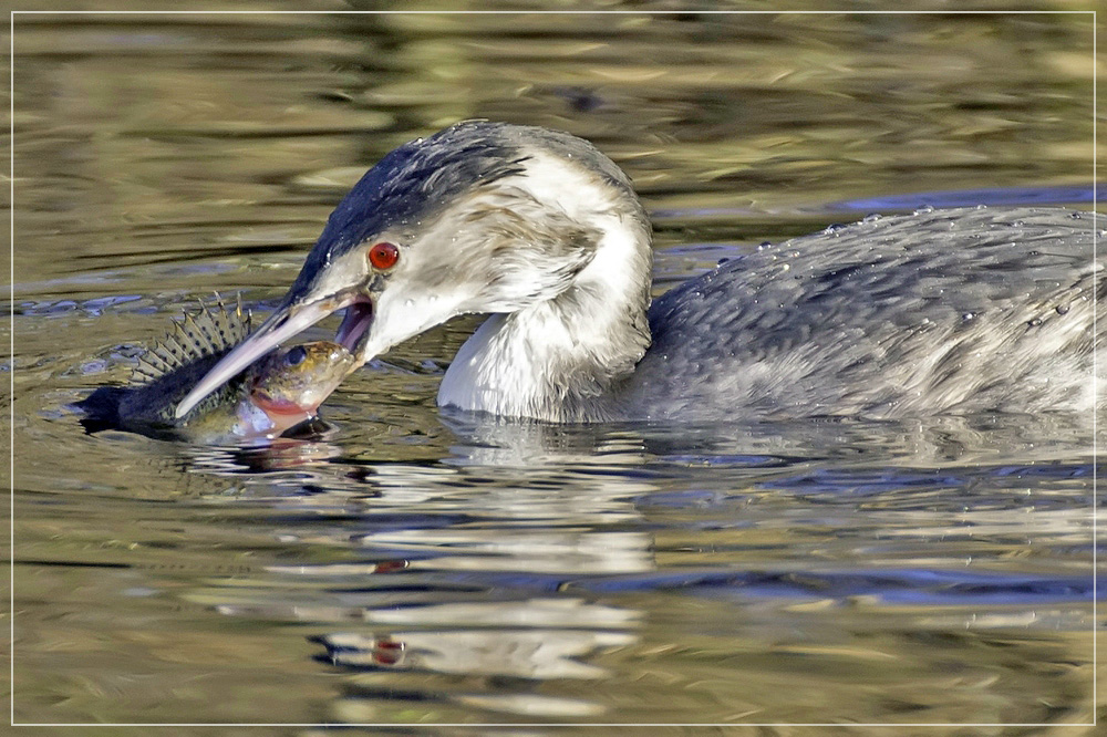 How much is the fish...?