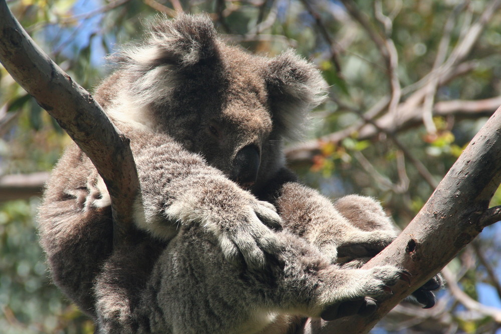 How to find a Koala ?   Australia - G. Ocean Road