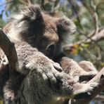 How to find a Koala ?   Australia - G. Ocean Road