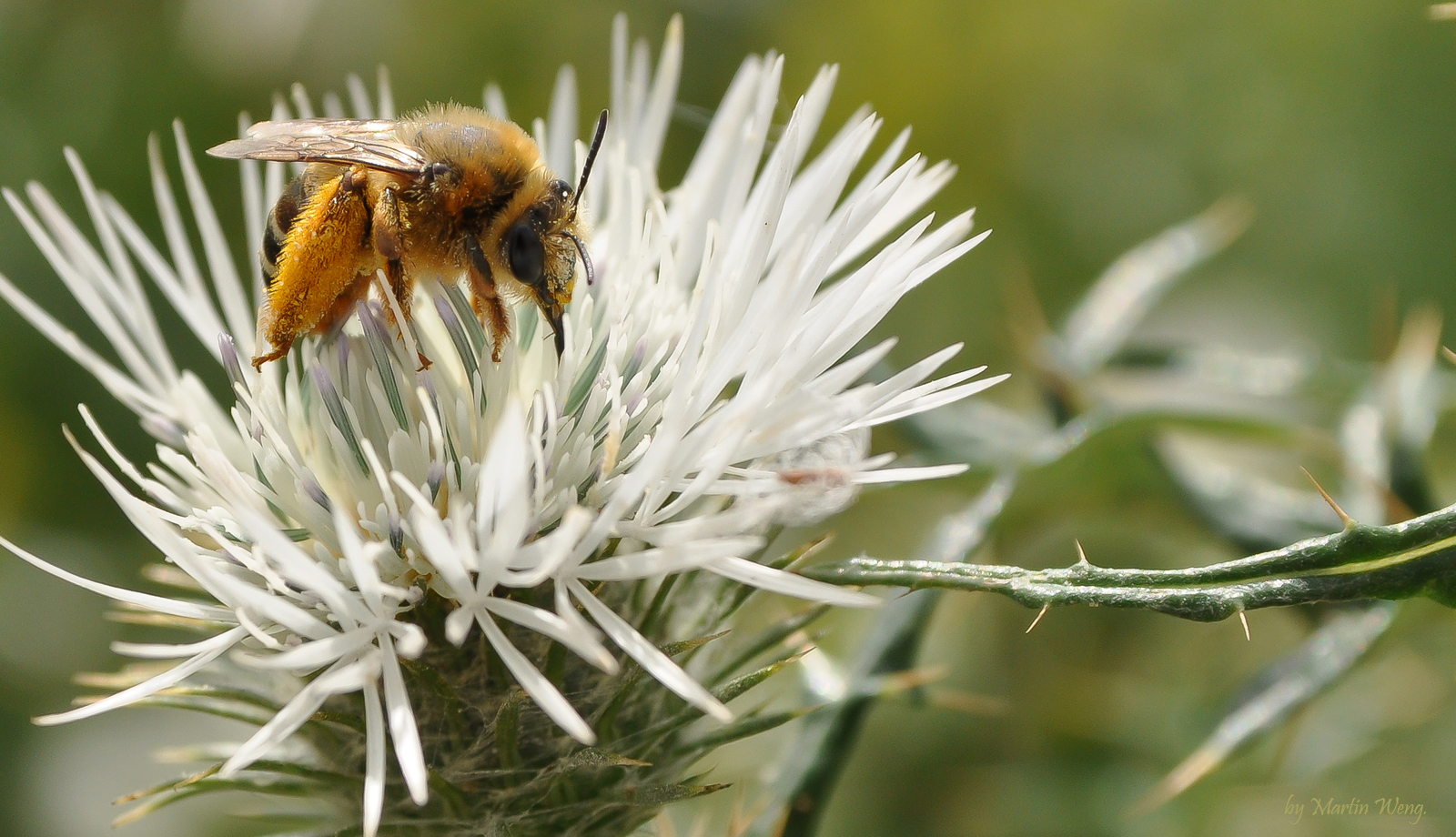 How to make Gozo Honey...