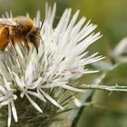 How to make Gozo Honey...