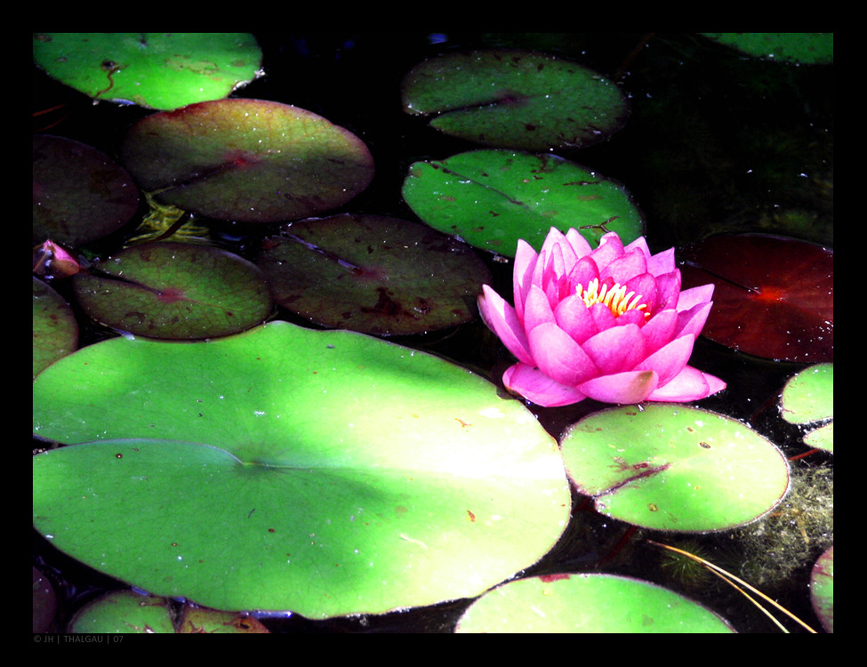 how to paint a water lily...