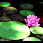 how to paint a water lily...