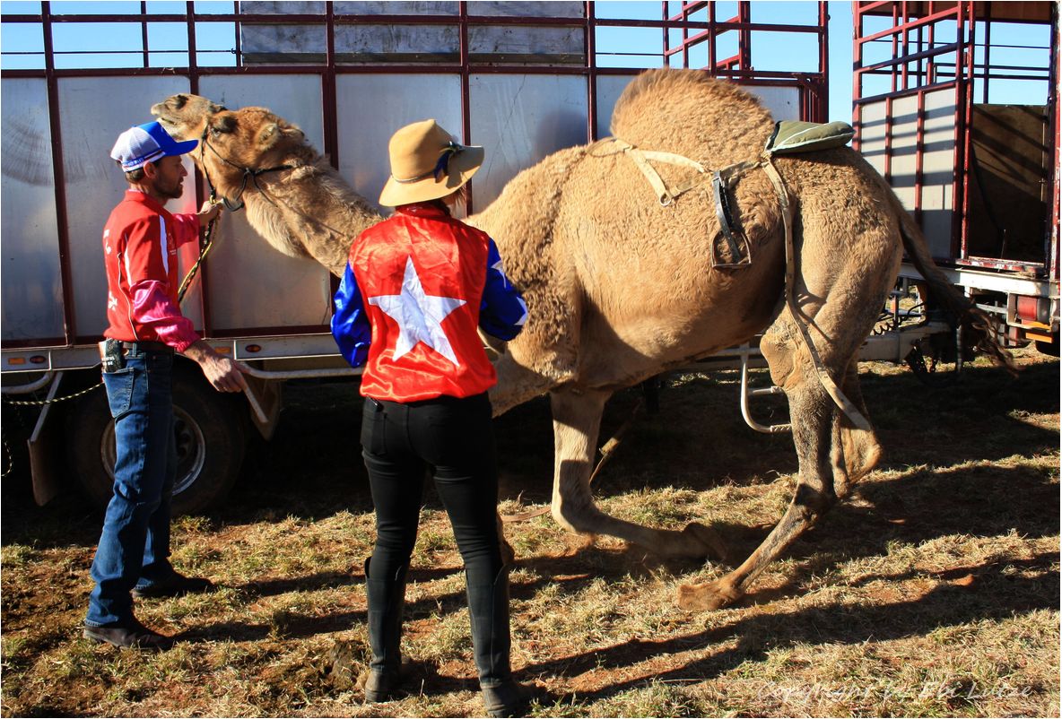 * How to saddle up a camel *