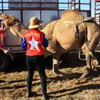 * How to saddle up a camel *