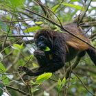 Howler monkey