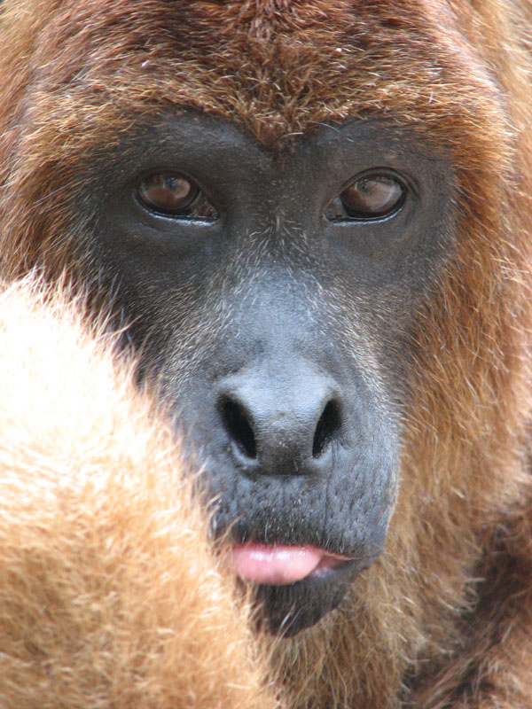 Howler Monkey