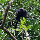 Howler Monkey am New River