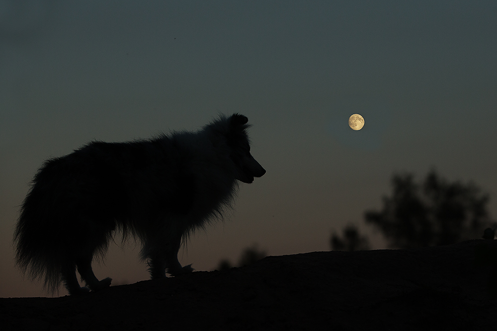 howling at the moon Foto & Bild | hunde, natur, tiere Bilder auf fotocommunity
