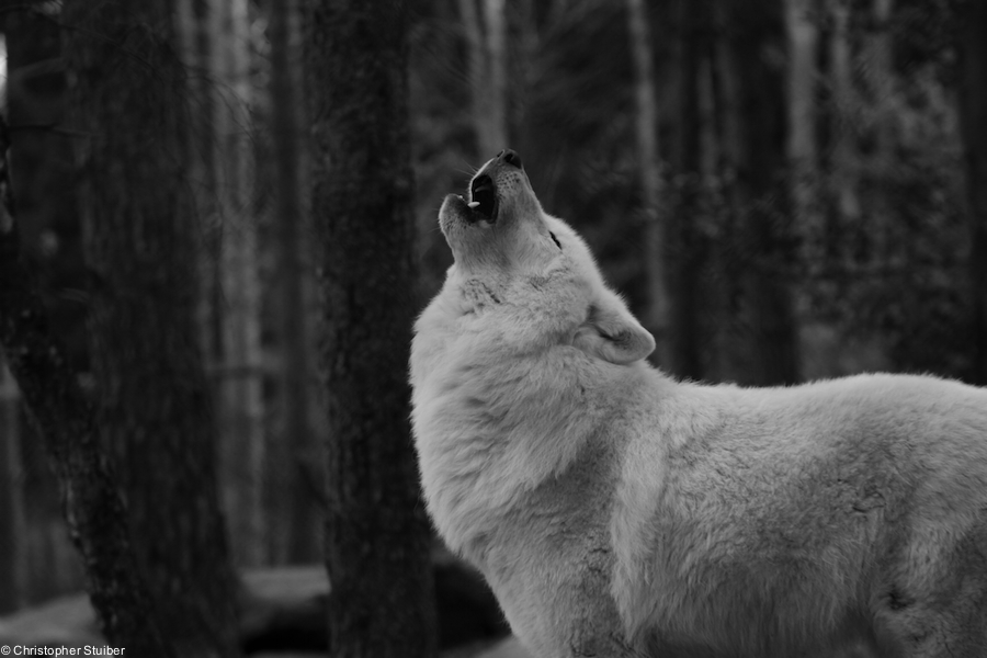 Howling Beauty