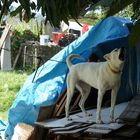 Howling Dog