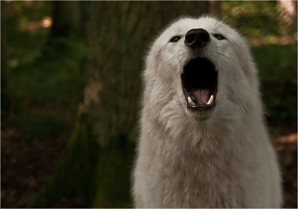 Howling Faces II