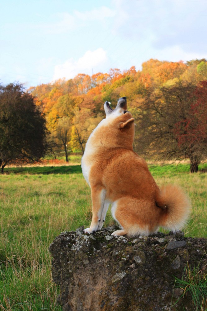 Howling Shiba...