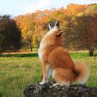 Howling Shiba...