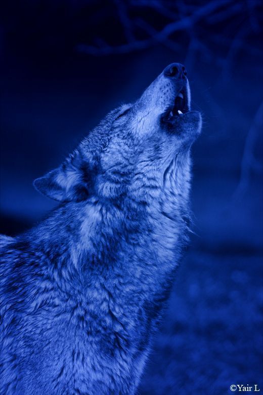 howling to the blue moon