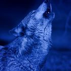 howling to the blue moon