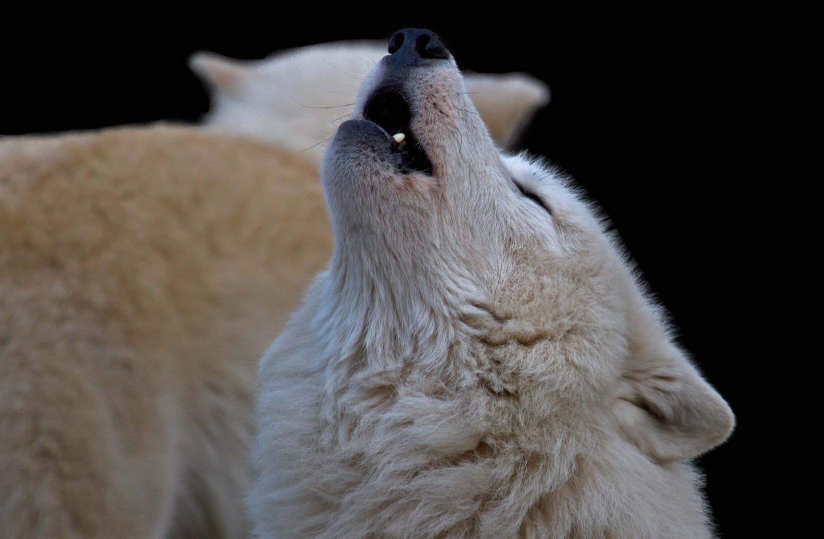 Howling Wolves