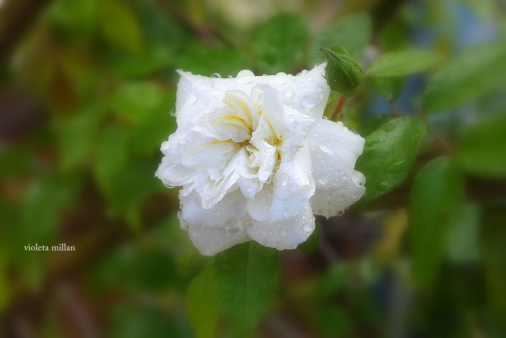 HOY CORTE UNA FLOR,Y LLUVIA,LLUVIA Imagen & Foto | plantas, flores, violeta Fotos de fotocommunity HOY CORTE UNA FLOR,Y LLUVIA,LLUVIA Imagen & Foto | plantas, flores, violeta Fotos de fotocommunity