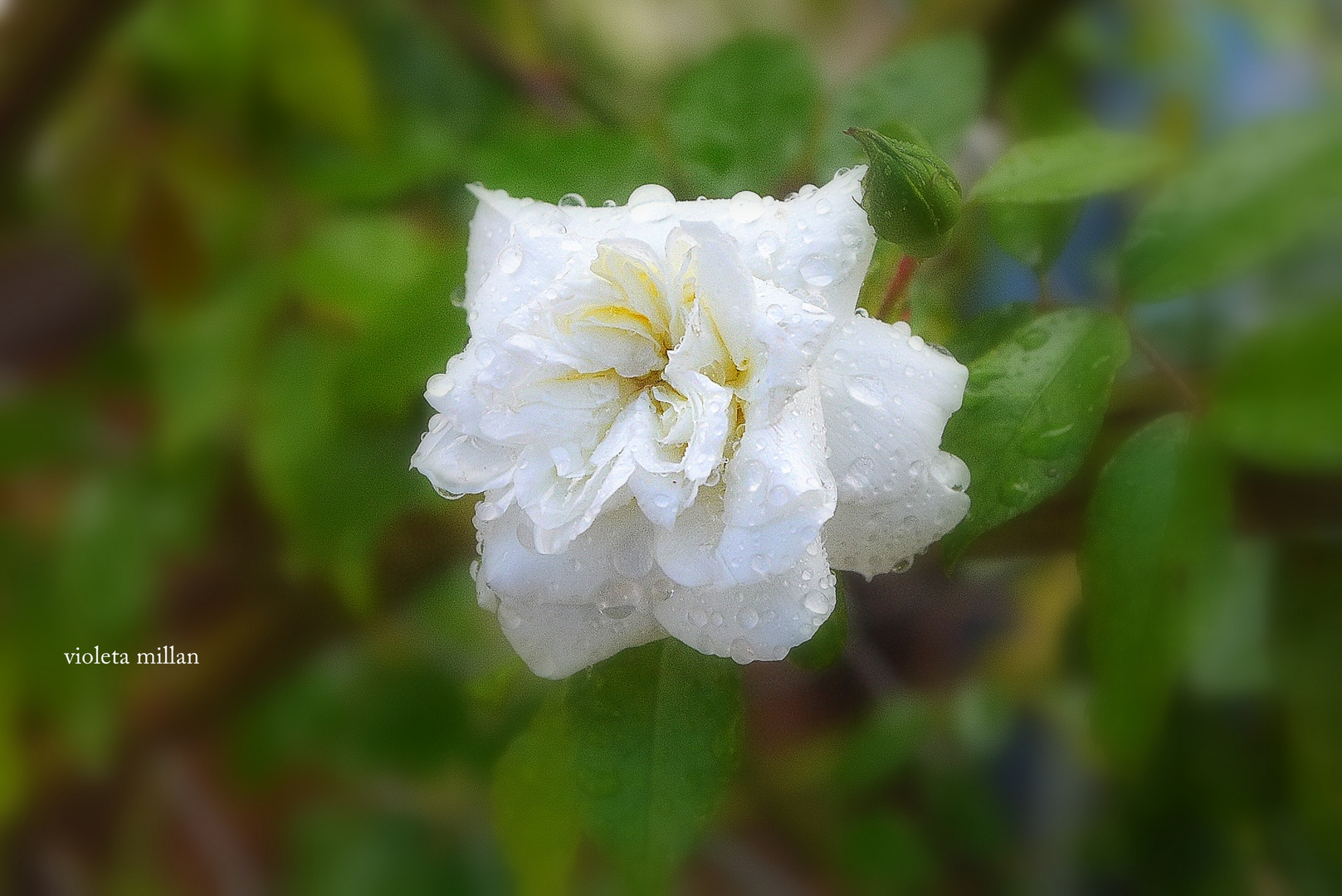 HOY CORTE UNA FLOR,Y LLUVIA,LLUVIA