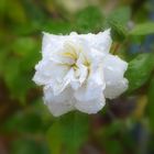 HOY CORTE UNA FLOR,Y LLUVIA,LLUVIA