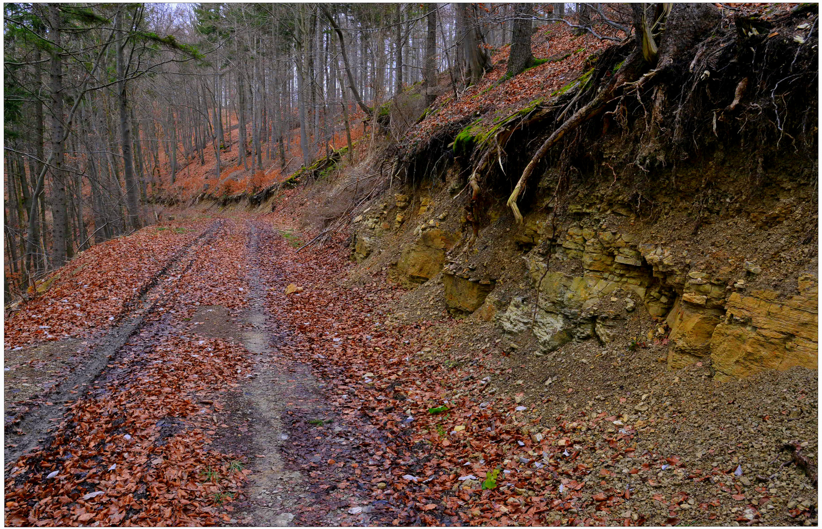 Hoy en el bosque de paseo con mi perro (Heute im Wald)