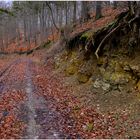 Hoy en el bosque de paseo con mi perro (Heute im Wald)