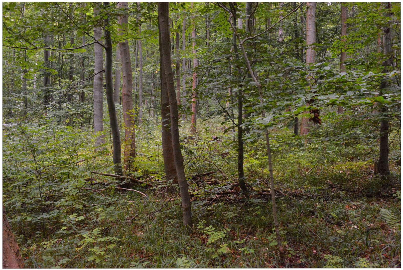 Hoy en el bosque (Heute im Wald)