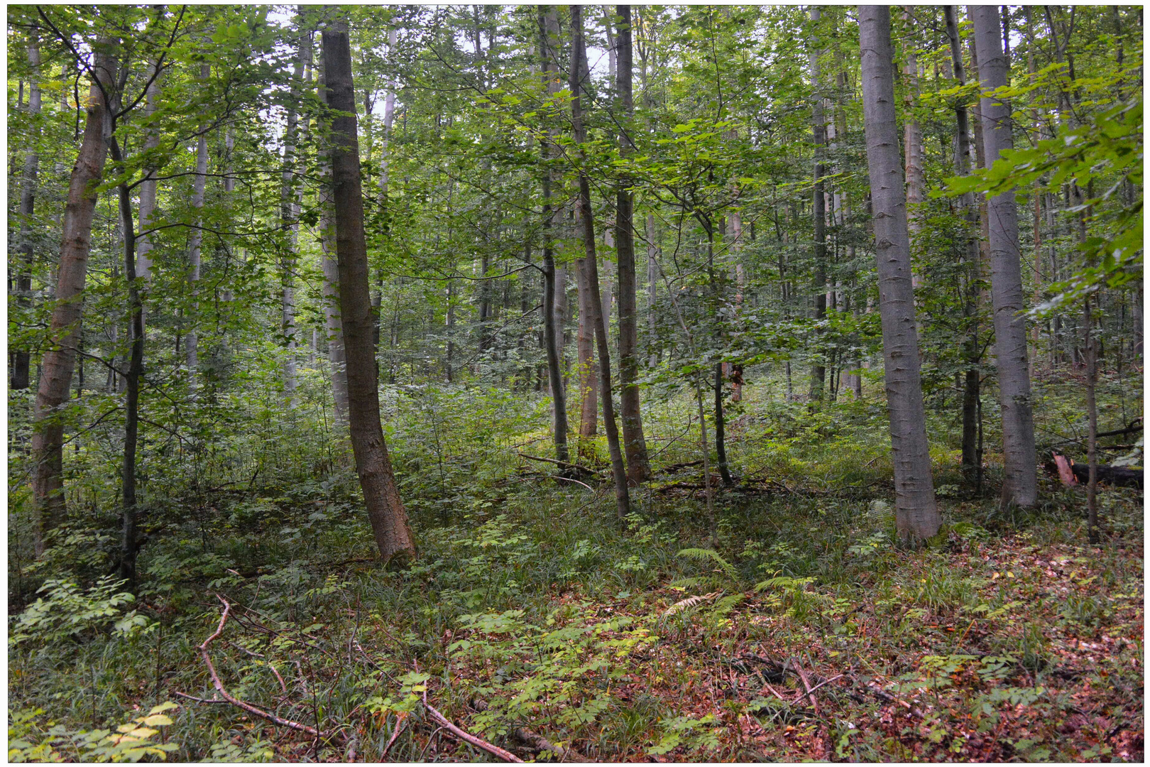 Hoy en el bosque II (Heute im Wald II)