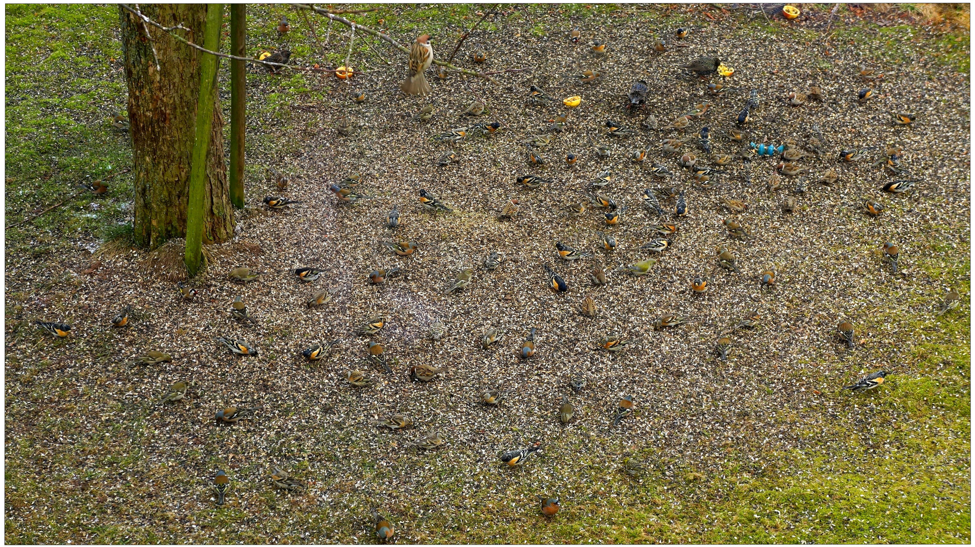 Hoy en mi jardín, algunos clientos de pájaros estaban esperando su comida