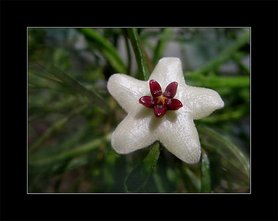 Hoya