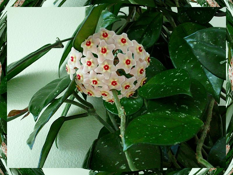 hoya