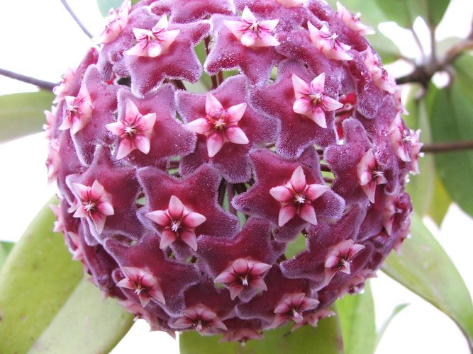 Hoya