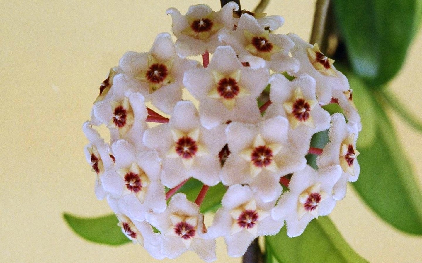 Hoya