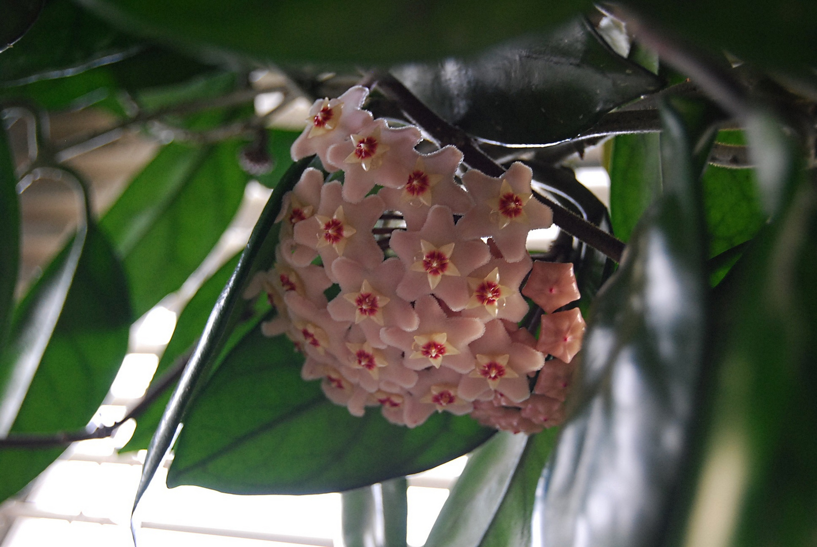 hoya