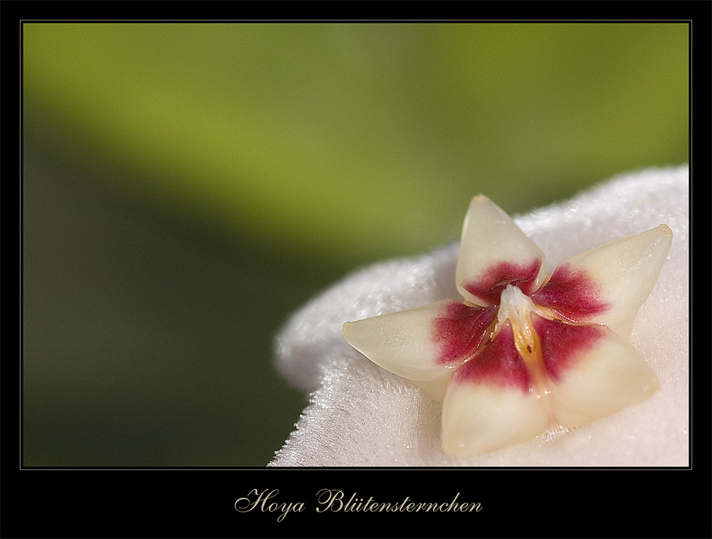 Hoya Blütensternchen