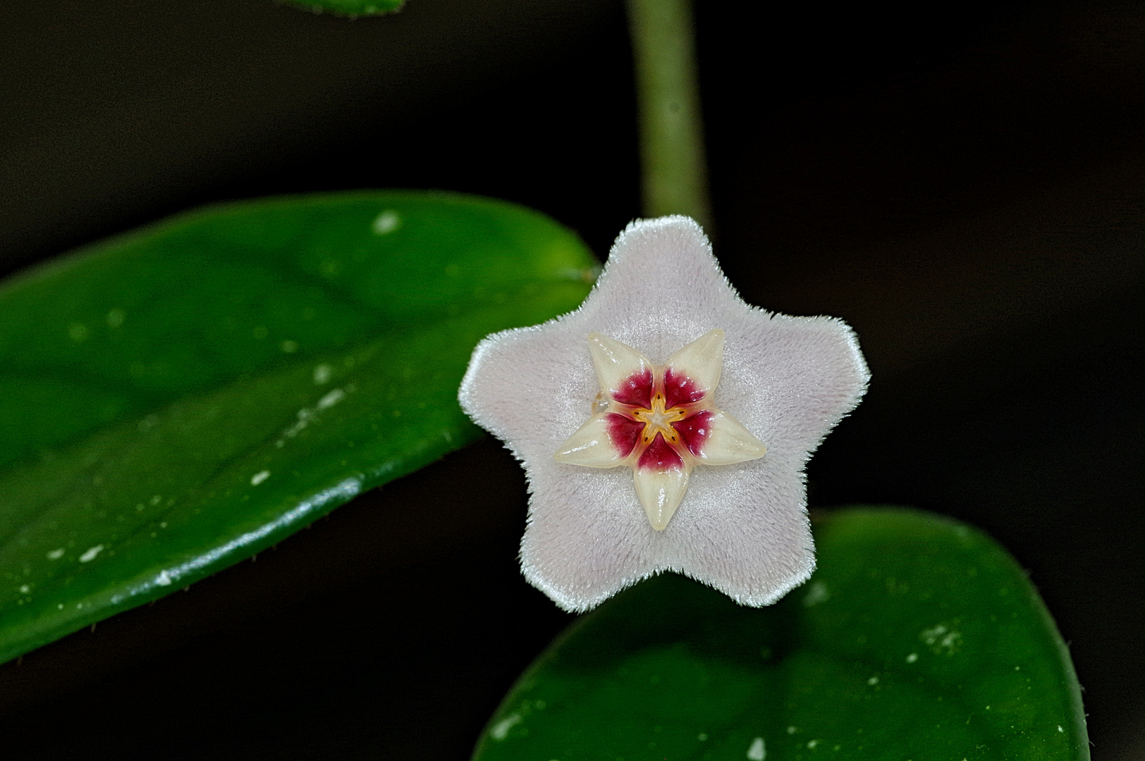 HOYA carnosa