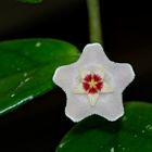 HOYA carnosa