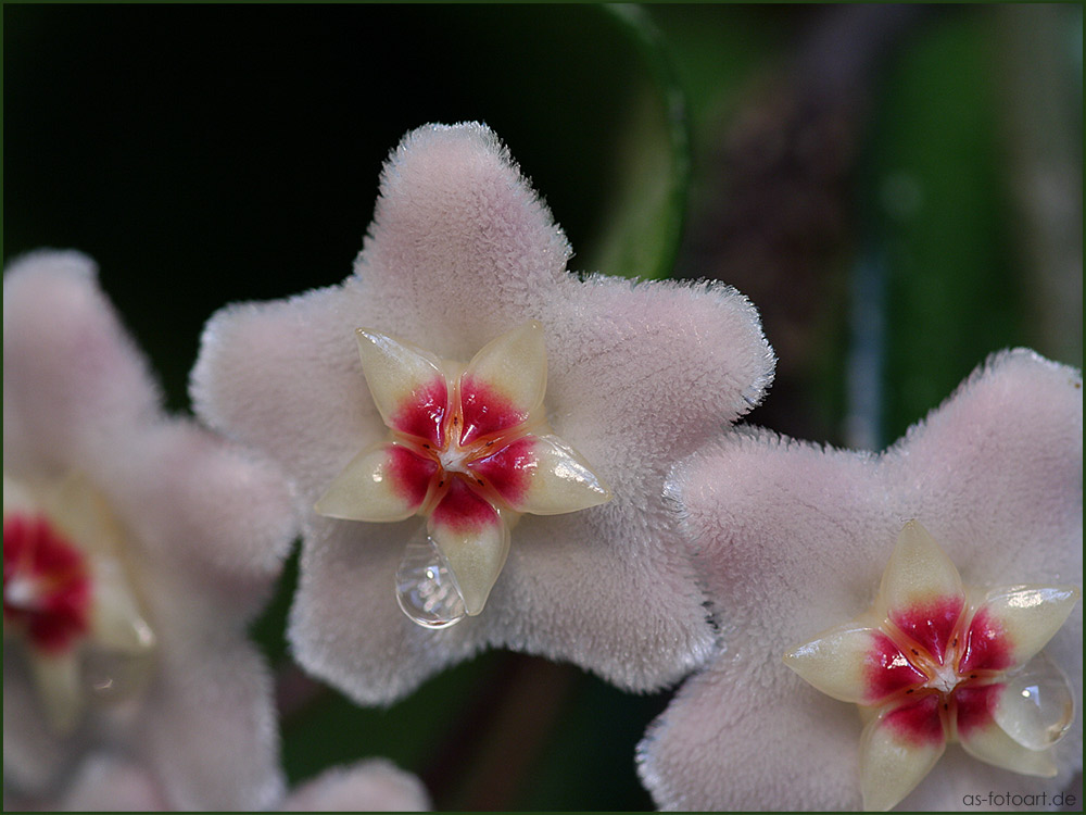 Hoya carnosa