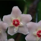 Hoya carnosa