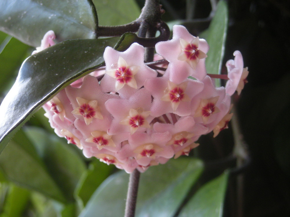 Hoya Carnosa