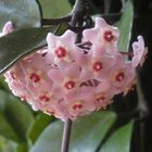 Hoya Carnosa