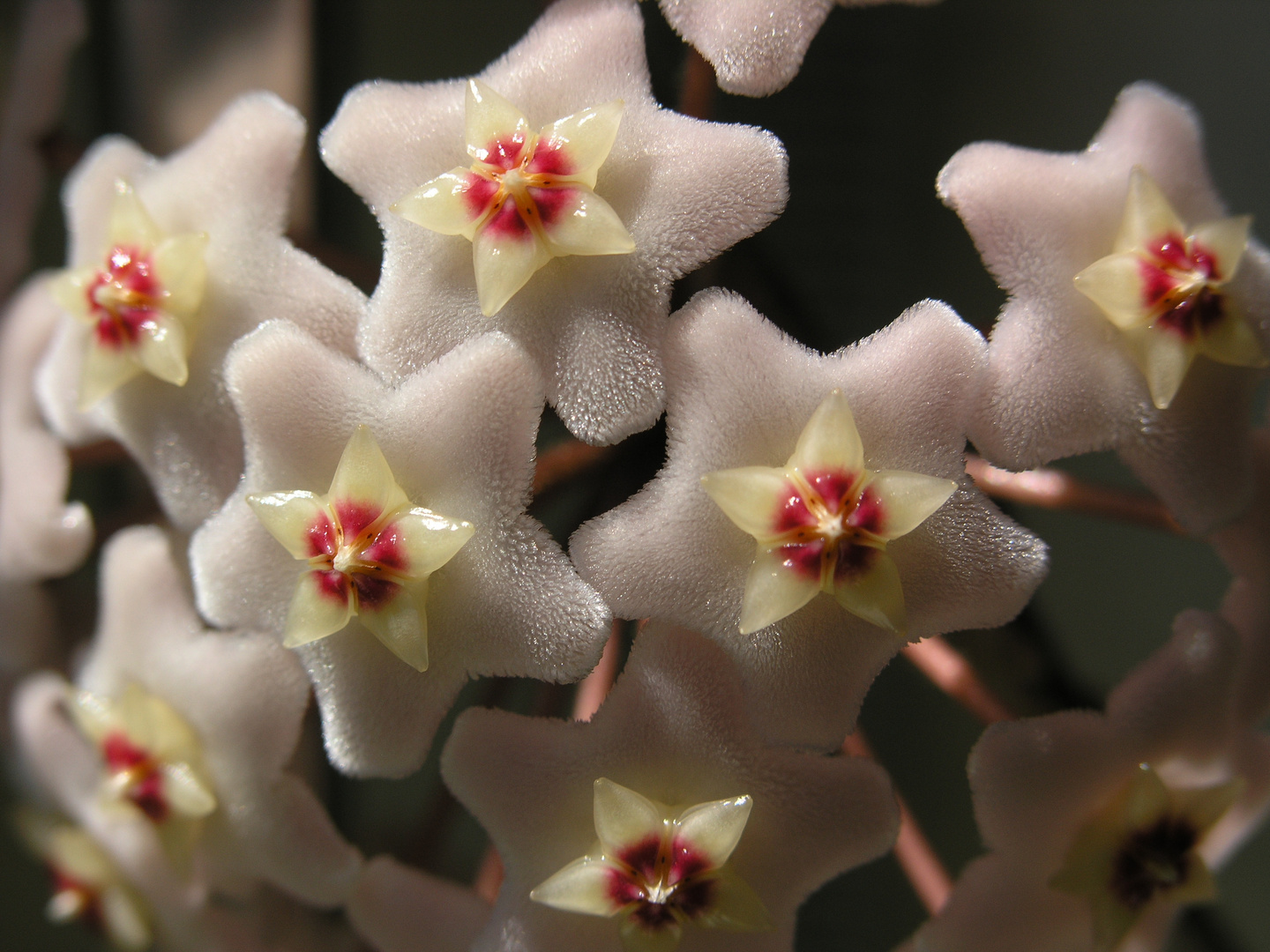 Hoya carnosa