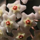 Hoya carnosa