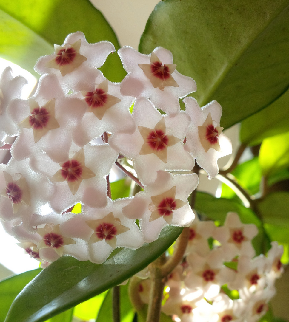 Hoya carnosa Foto & Bild natur, blume, pflanzen Bilder auf