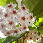 Hoya carnosa