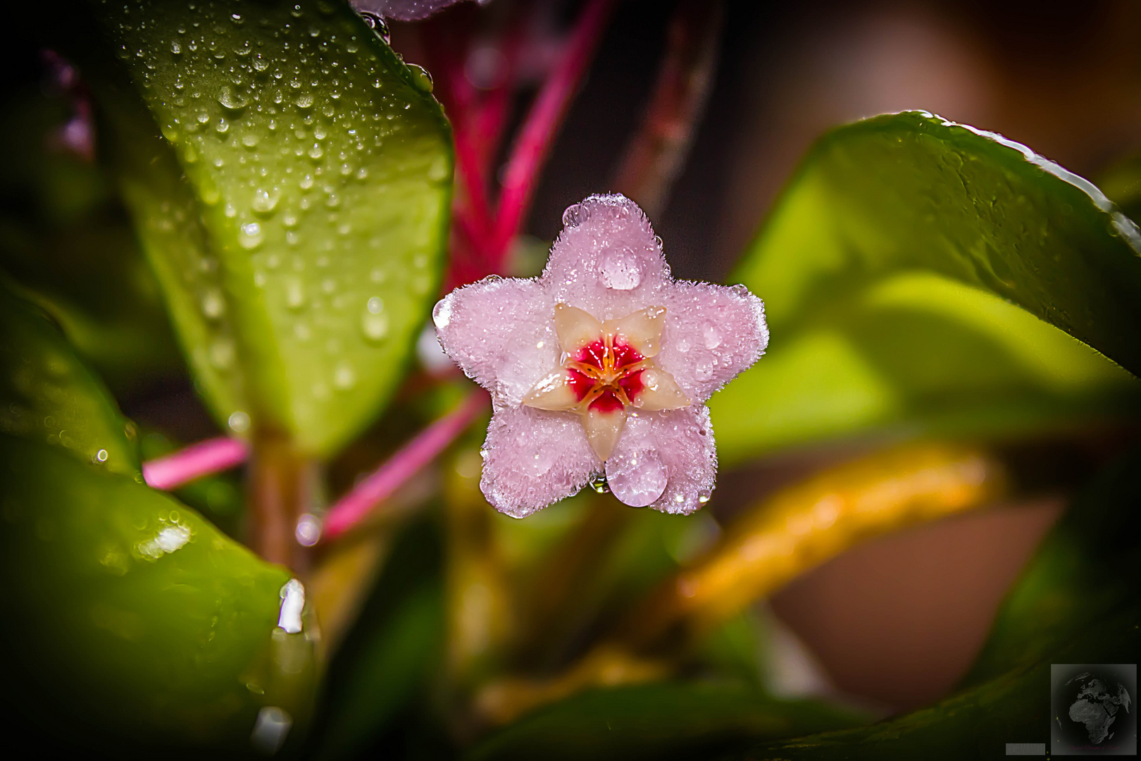 Hoya Carnosa