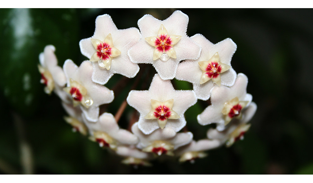 Hoya carnosa