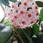 HOYA CARNOSA